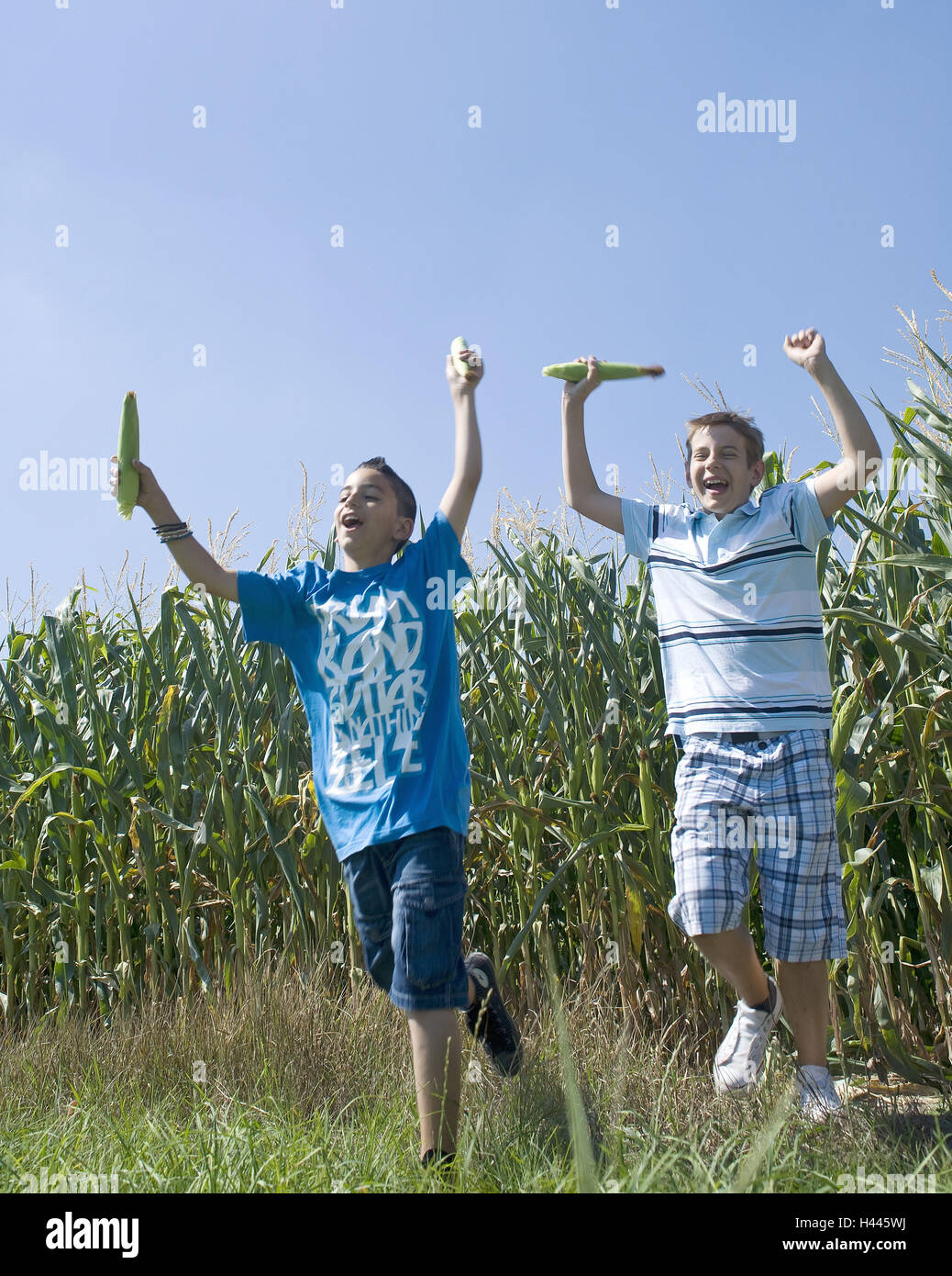Due ragazzi, campo di mais, esegui, felice, divertente, Foto Stock