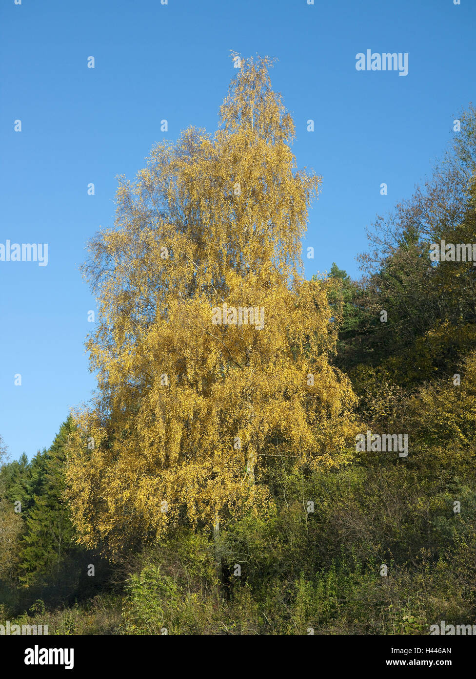 Argento betulle, autunno, piante di betulla, albero, betulla, colorazione autunnale, fogliame autunnale autunno umore, cielo blu, Foto Stock