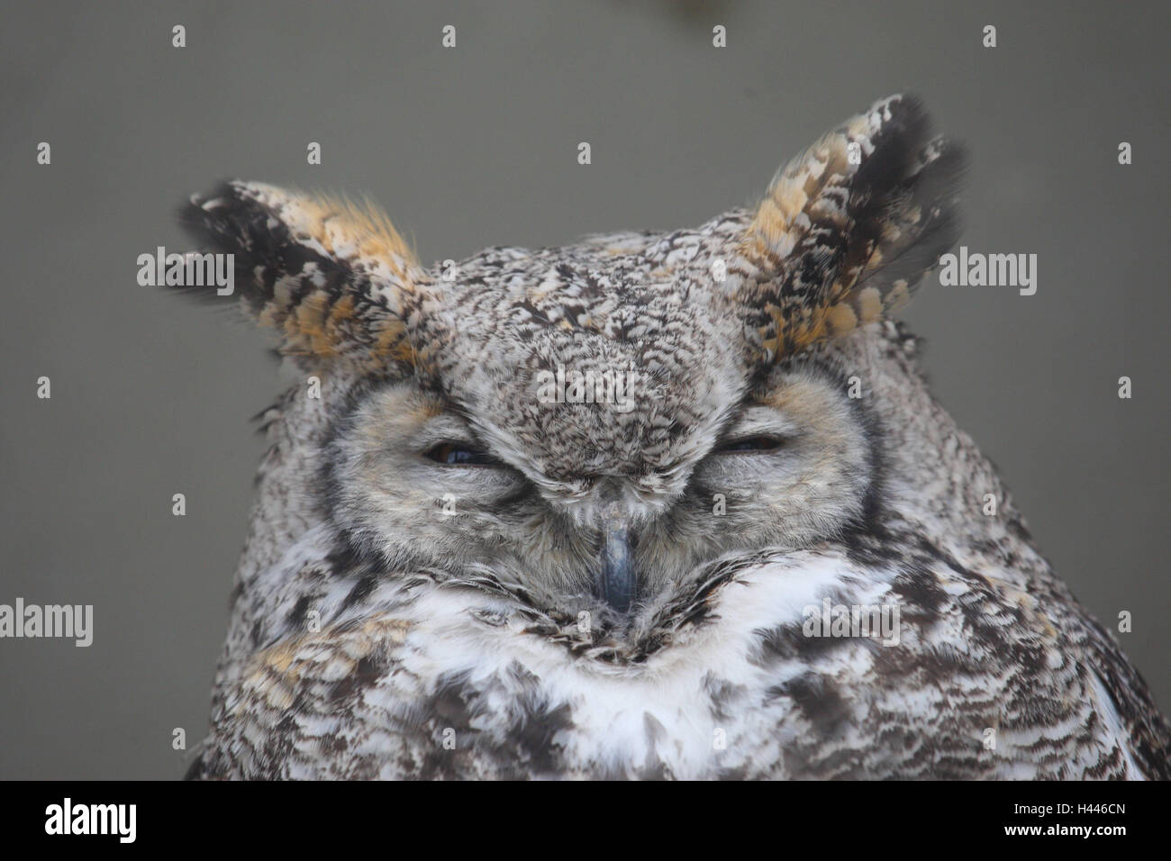 American Eagle owl, bubo virginianus, Foto Stock