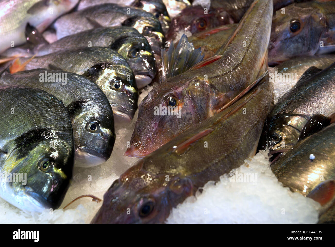 Vendite di pesce, Foto Stock