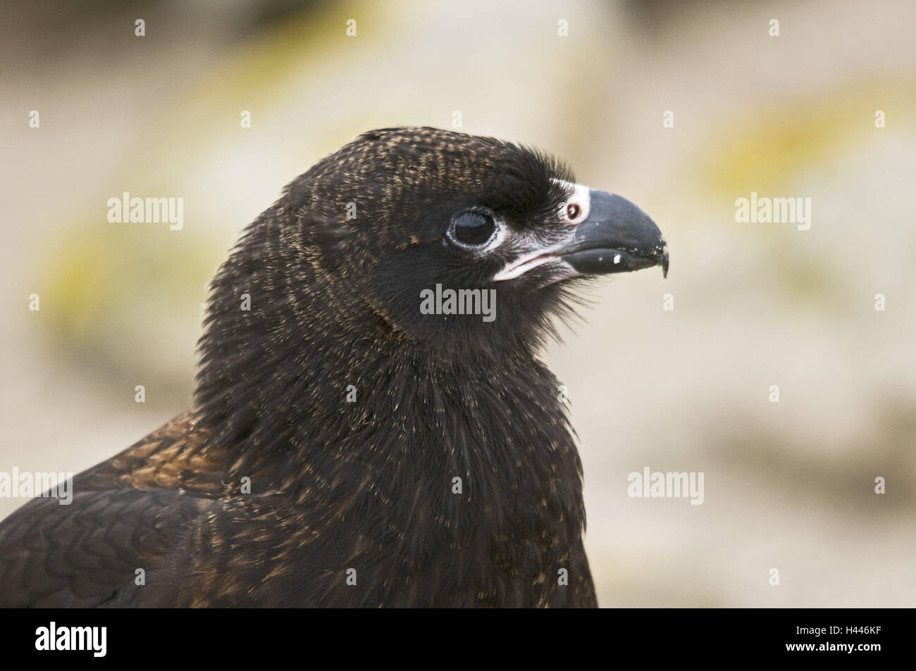 Gran Bretagna, Isole Falkland, Nuova Islanda, Falklandkarakara, Phalcoboenus australis, Foto Stock