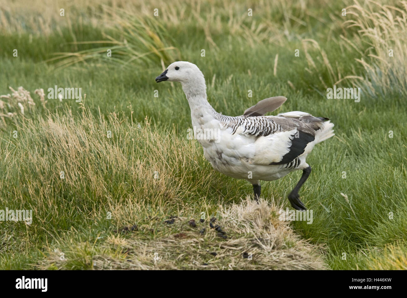 Gran Bretagna, Isole Falkland, Nuova Islanda, Chloephaga picta, oca di Magellano, Manly, Bültgras, Foto Stock