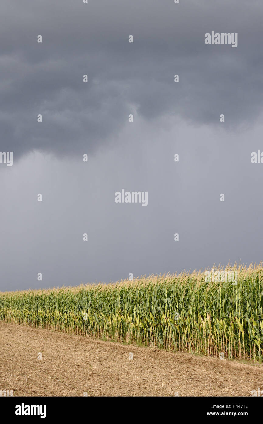 Campo di grano, nuvole di tempesta, Foto Stock