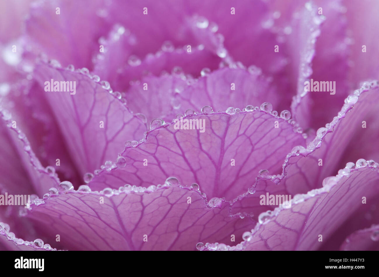 Cavolo ornamentale, foglie, rosa, viola, dewdrops, close-up, Foto Stock