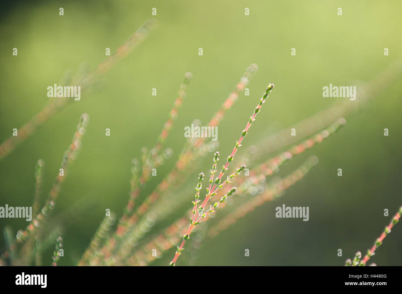 Erba in presenza di luce solare, close-up, Foto Stock
