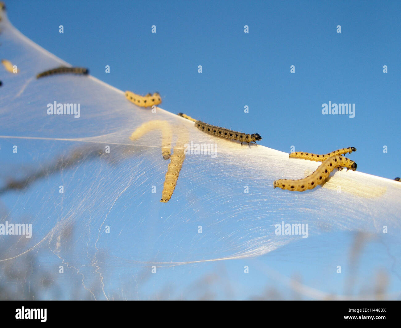 I bruchi del bird-cherry ermellino, sky, Foto Stock