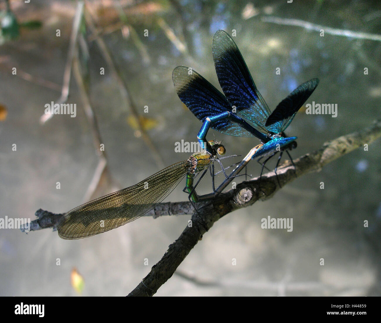 Gebänderte splendore di libellule, accoppiamento, Foto Stock