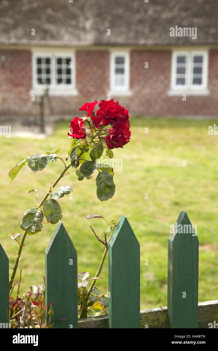 Rose, giardino recinto, Foto Stock