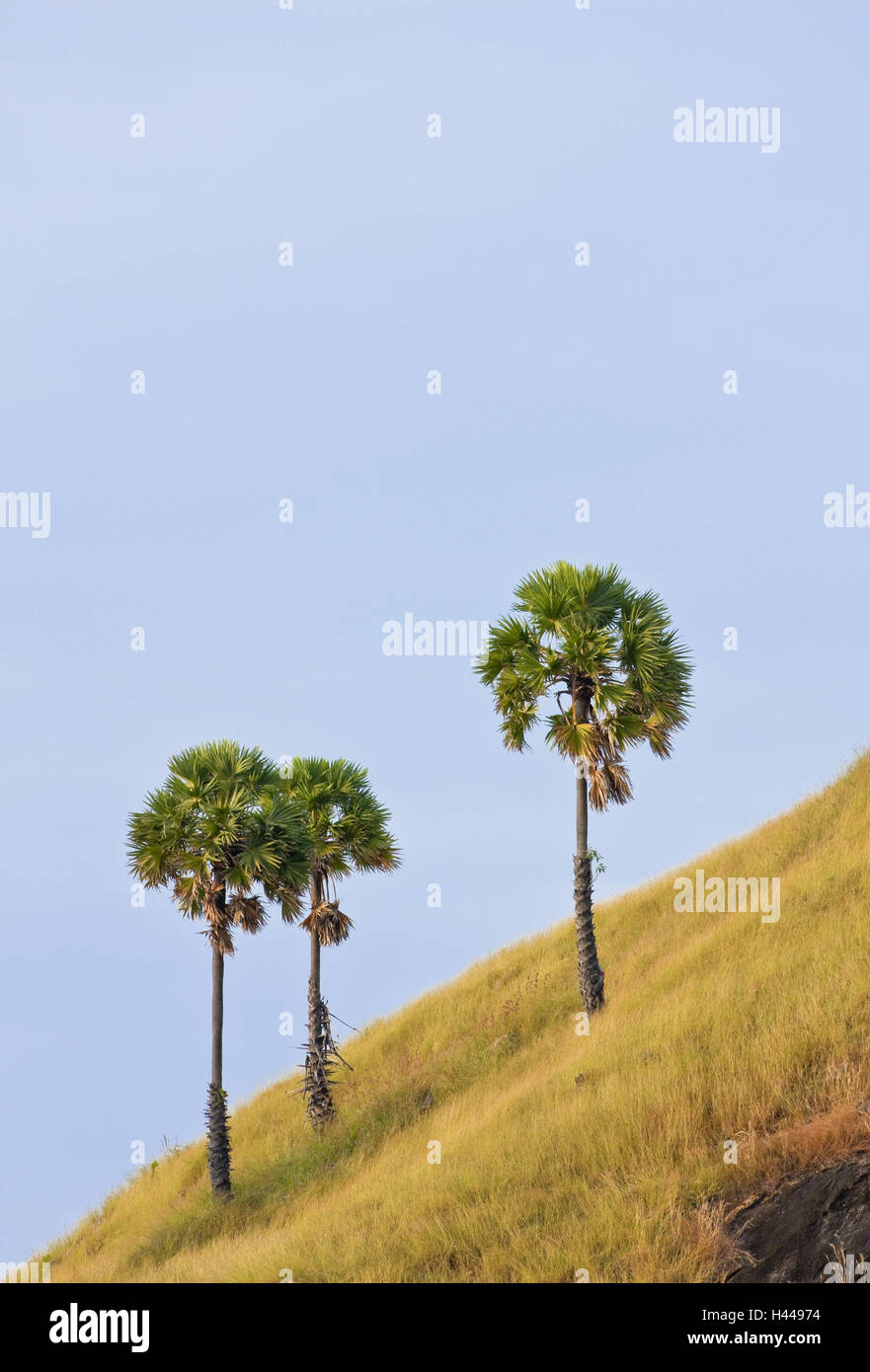 Thailandia, isola di Phuket, inclinazione, palme, tre, Foto Stock