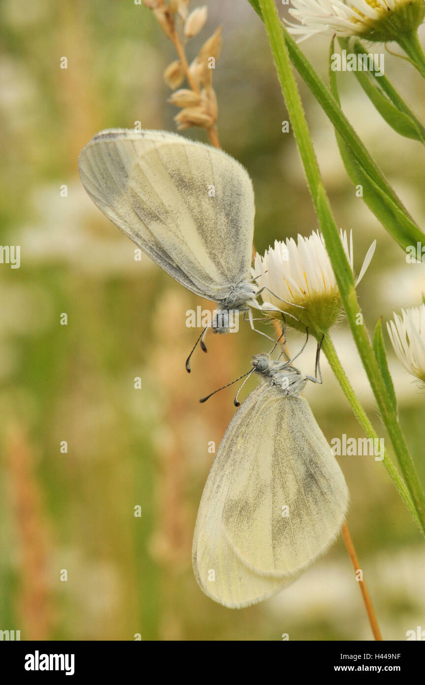 Legno bianco farfalle, due, accoppiamento, Foto Stock