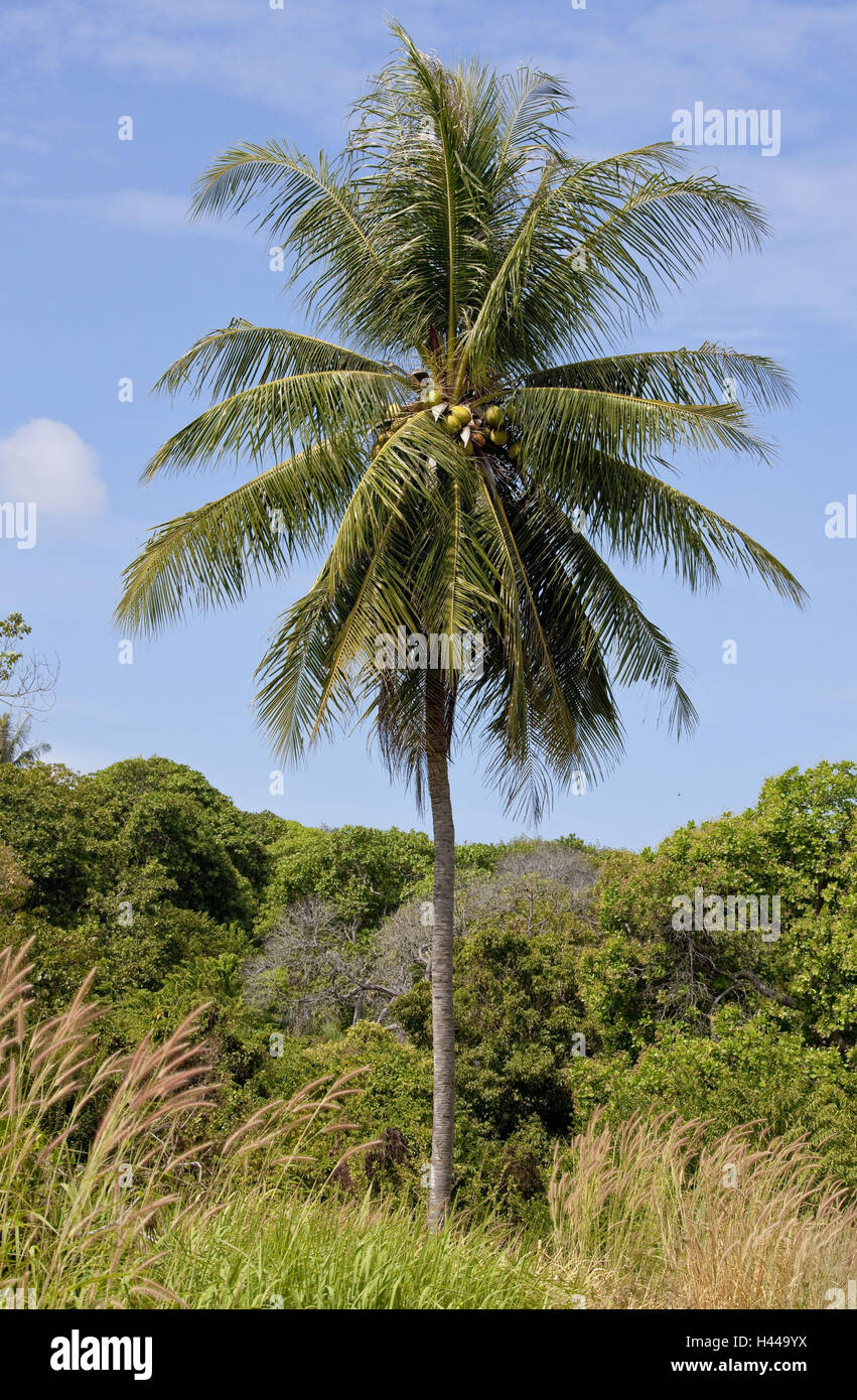 Thailandia, isola di Phuket, giungla, un albero di cocco, Cocos nucifera, Foto Stock