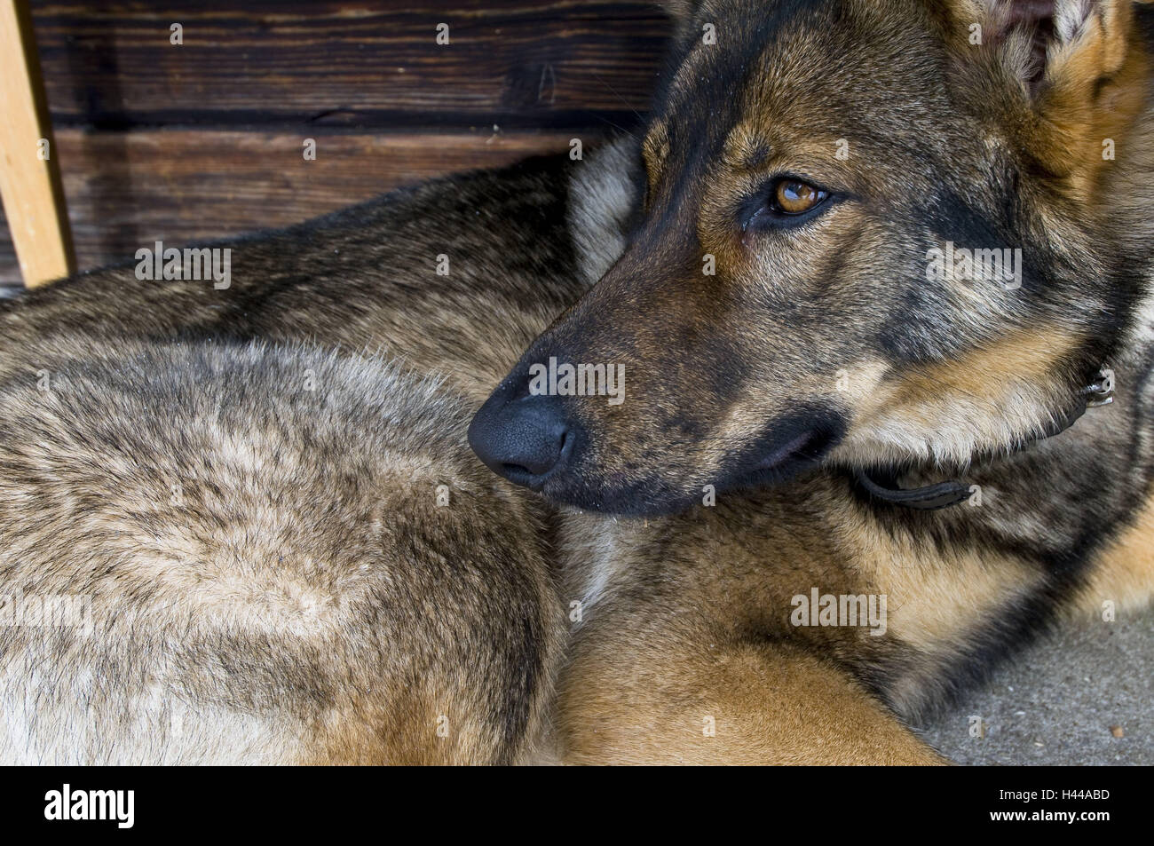 Il tedesco sheepherd, giacciono, medium close-up, mammifero, animali di specie animali, animale mondo, sheepdog, cane, pedigree cane piccolo uomo, vista laterale, stancamente ha, riposo, vi attende, allevamento, Frei-vivente, cape tipi, Slovacchia, ritratto, arricciata, Foto Stock