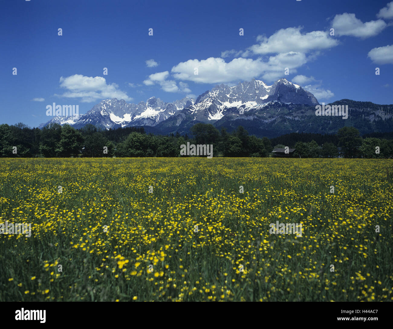Austria, Tirolo, Wilder Kaiser, fiore prato, Foto Stock