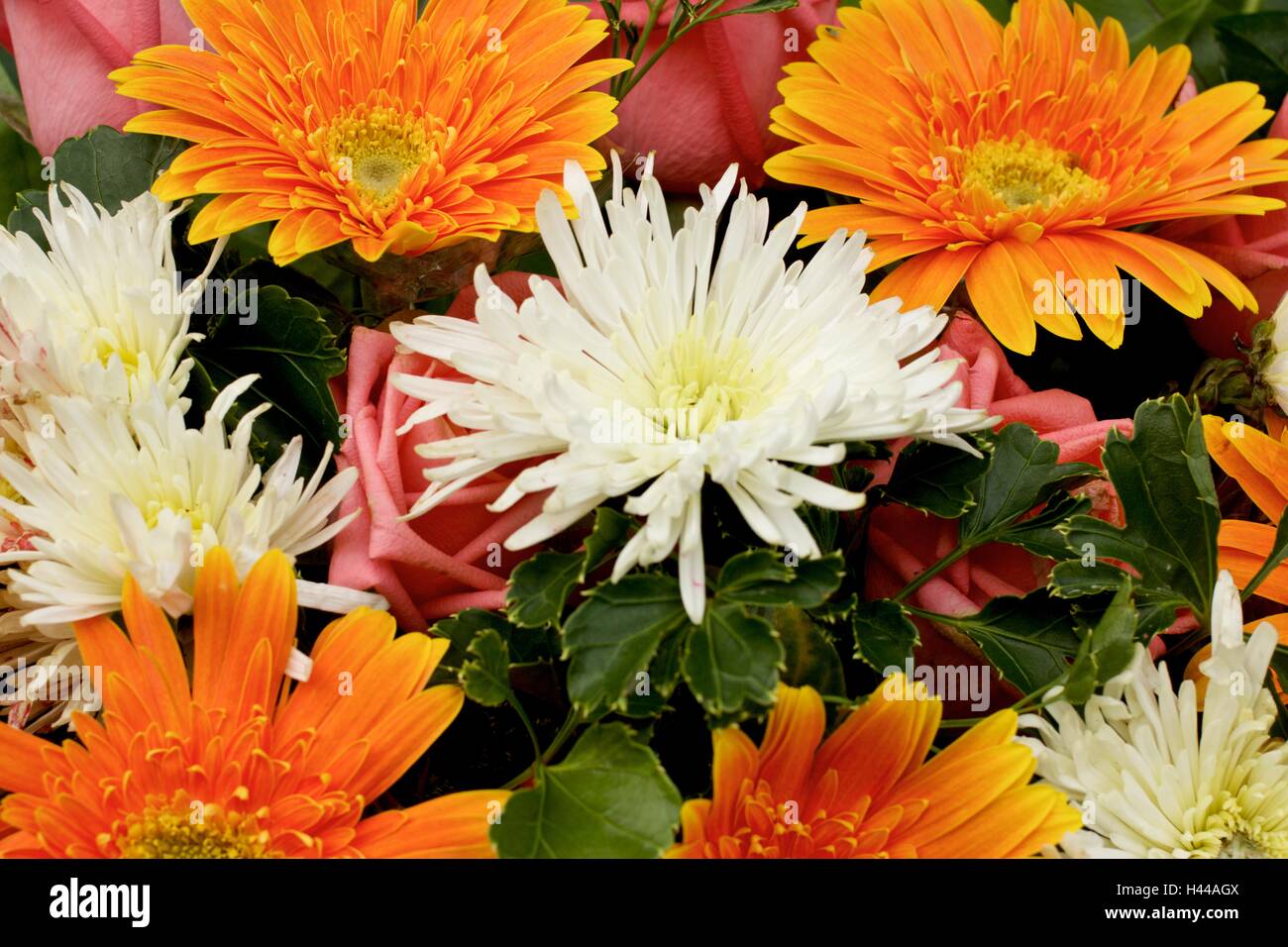 Orange Gerbera crisantemo bianco e Rosa Rose fiore miscelati Foto Stock