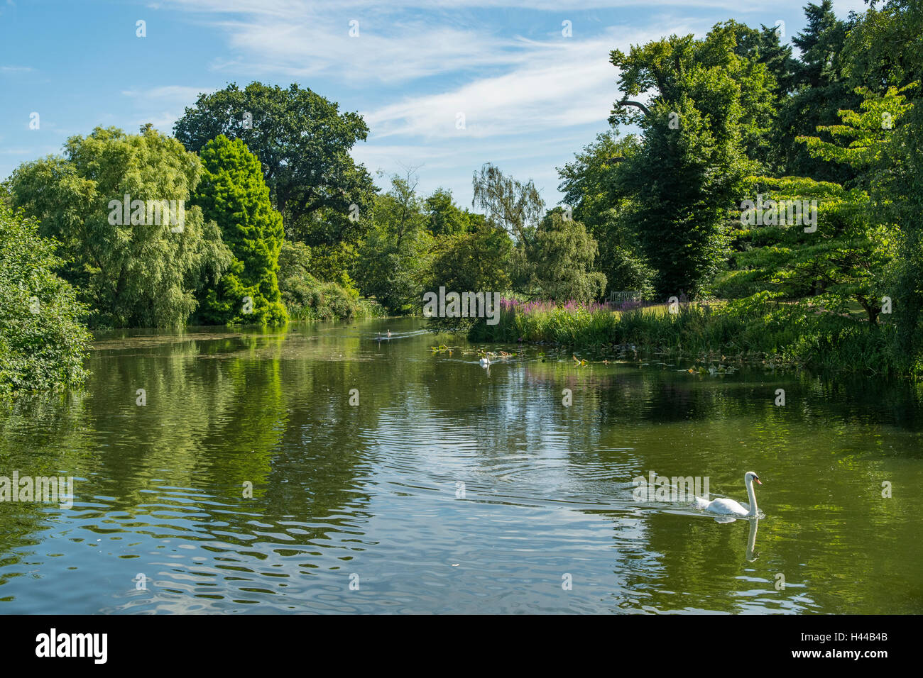 Il lago, Kew Royal Botanical Gardens, Londra, Inghilterra Foto Stock