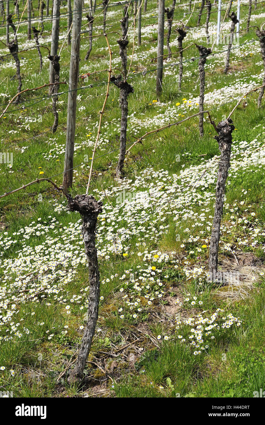Vitigni nel vigneto con daisy, Bellis perennis, Foto Stock