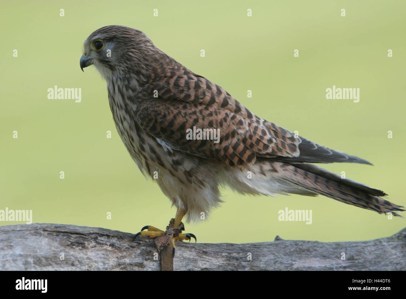 Turmfake, Falco tinnunculus, ramo, vista laterale, corpo intero, animali, uccelli, uccelli di preda del piumaggio, Falcon, Germania, Meclemburgo-Pomerania occidentale, bird's park Marlow, Foto Stock