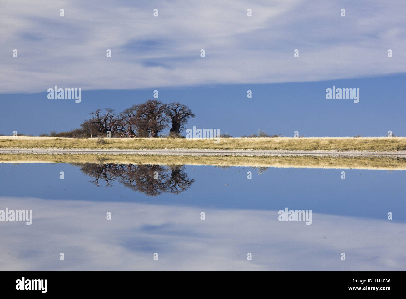 Africa, Botswana nord ovest distretto, Nxai-Pan national park, Baines-Baobabs, Adansonia digitata, acqua, mirroring Foto Stock