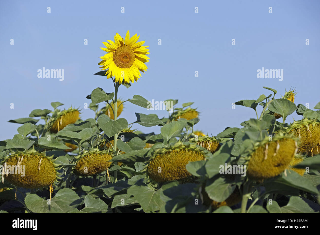 Girasoli, Helianthus annuus, unica fioritura di girasole fadeded su teste di semi di girasole, Foto Stock