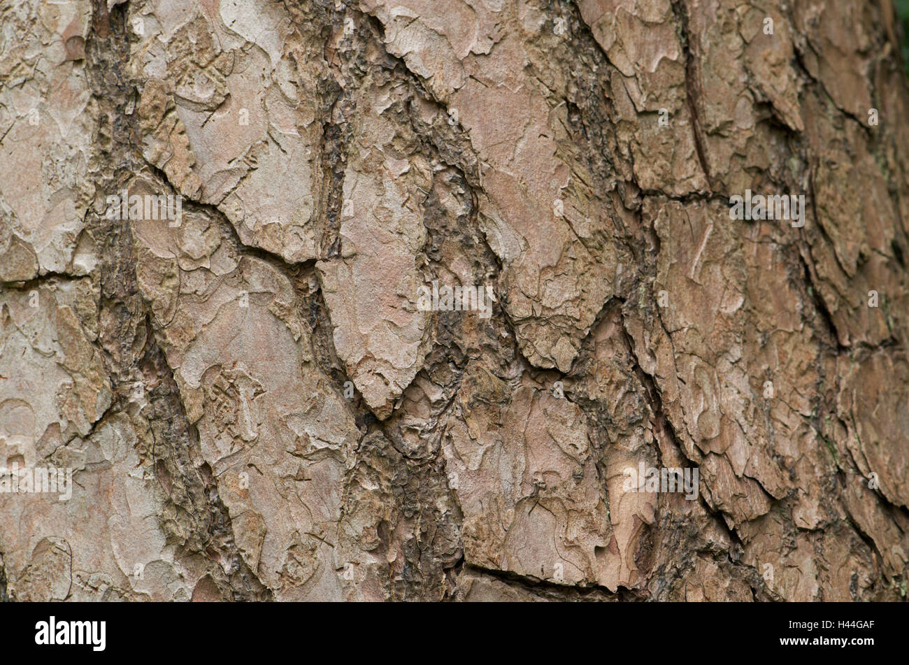 Pino silvestre, Pinus sylvestris, ad abbaiare, close up, impianti, albero, pino silvestre, della mascella, del tronco e corteccia, crosta, natura, campione, struttura, sfondo, impianto di pino, Foto Stock