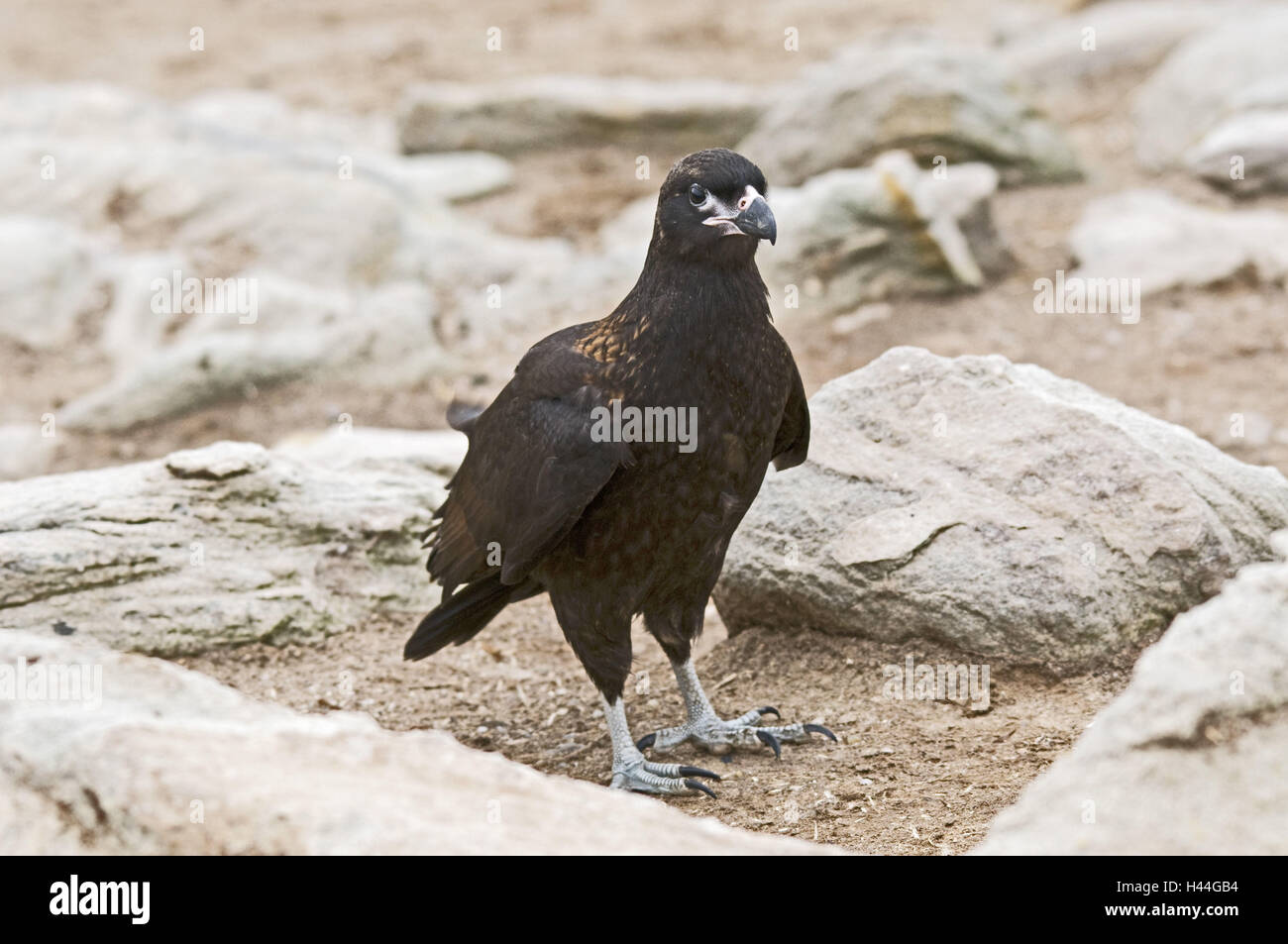 Gran Bretagna, Isole Falkland, Nuova Islanda, Falklandkarakara, Phalcoboenus australis, Foto Stock