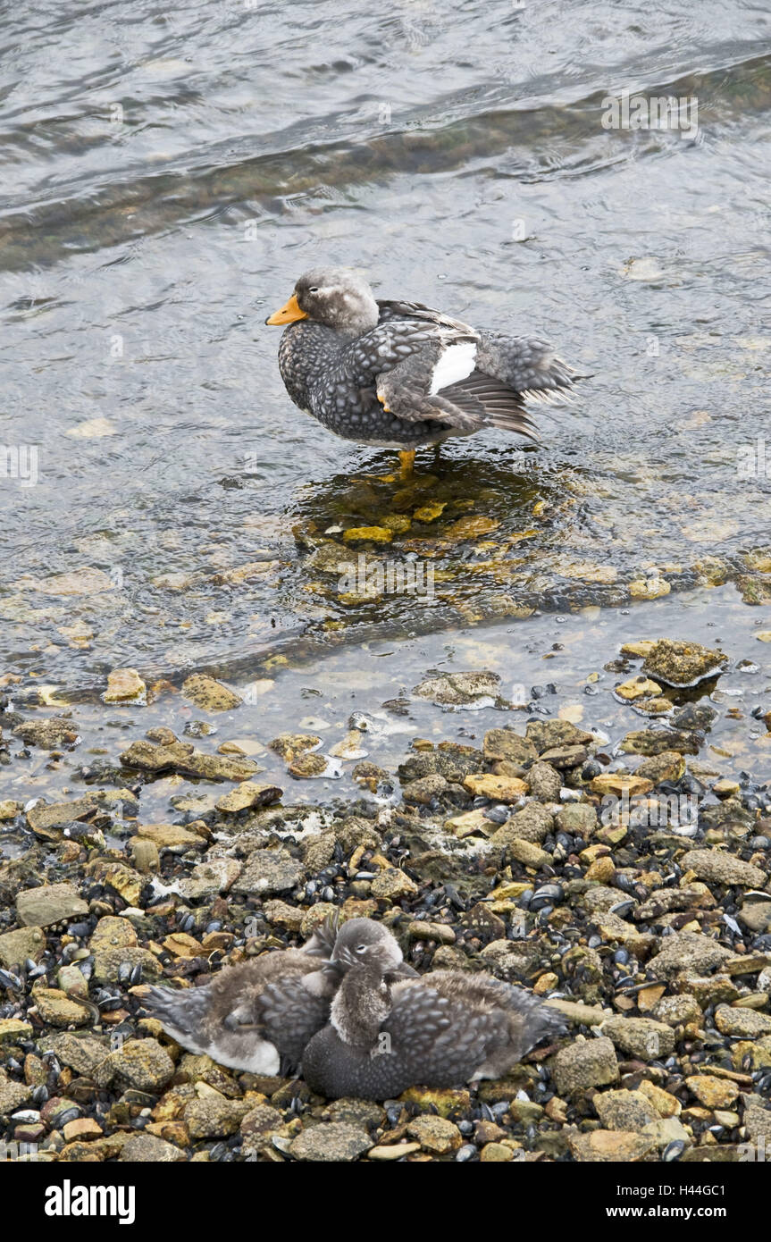 La Gran Bretagna, le Isole Falkland Isole Falkland steamboat duck, Tachyeres brachypterus, madre animale, giovani animali, Foto Stock