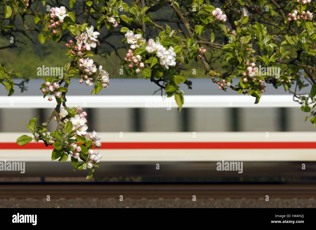 Alberi da frutto, dettaglio, rami, fiorisce, viaggi in treno, guidare passato, blur Foto Stock