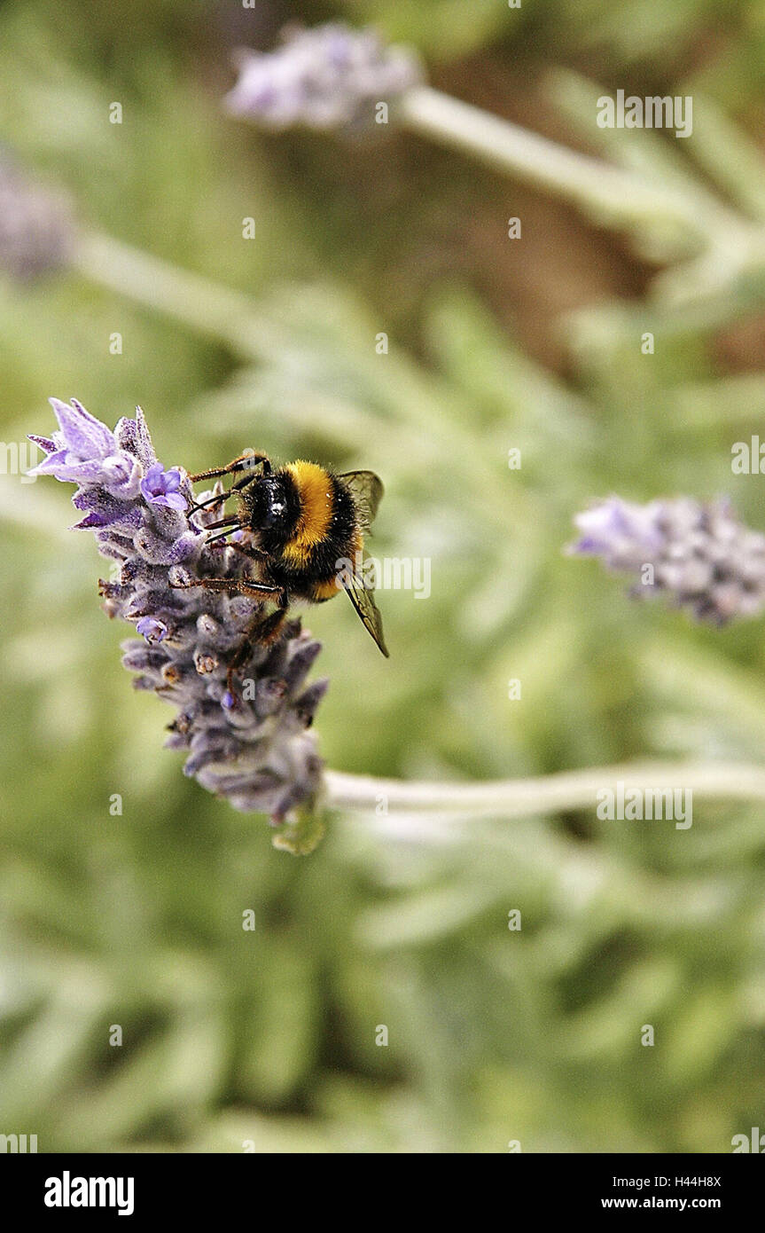 Bumblebee, i fiori di lavanda, Foto Stock