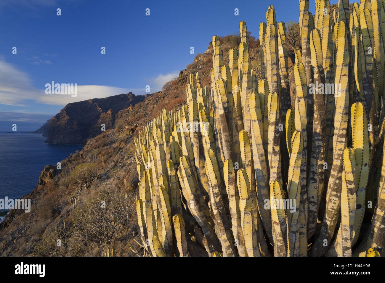 Spagna Isole Canarie, Tenerife, Acantilado de off Gigantes, bile costa, cactus, Foto Stock