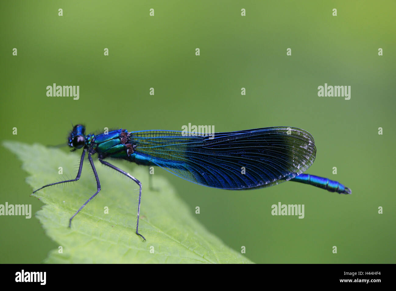 Gebänderte splendore dragonfly, Calopteryx splendens, libellule, splendore di libellule, insetti, natura, animali, si articola, blu, vista laterale, corpo intero, Foto Stock