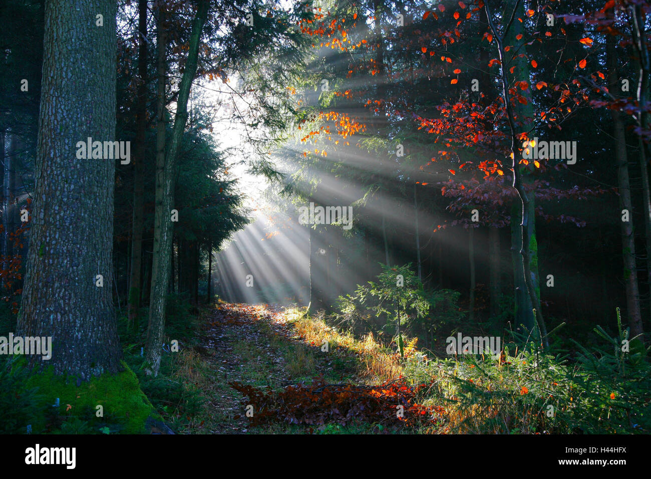 Legno, Sunray, sfumature, la luce, il sole del mattino, la natura, i boschi, gli scenari, autunno Foto Stock