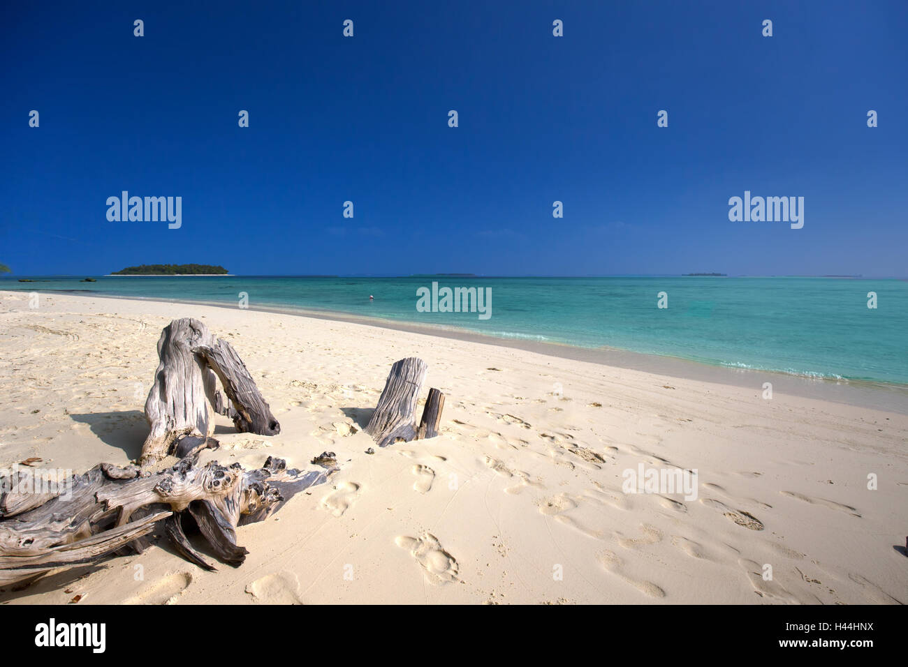 Isola tropicale con spiaggia di sabbia con palme e turchesi acque chiare nelle Maldive Foto Stock