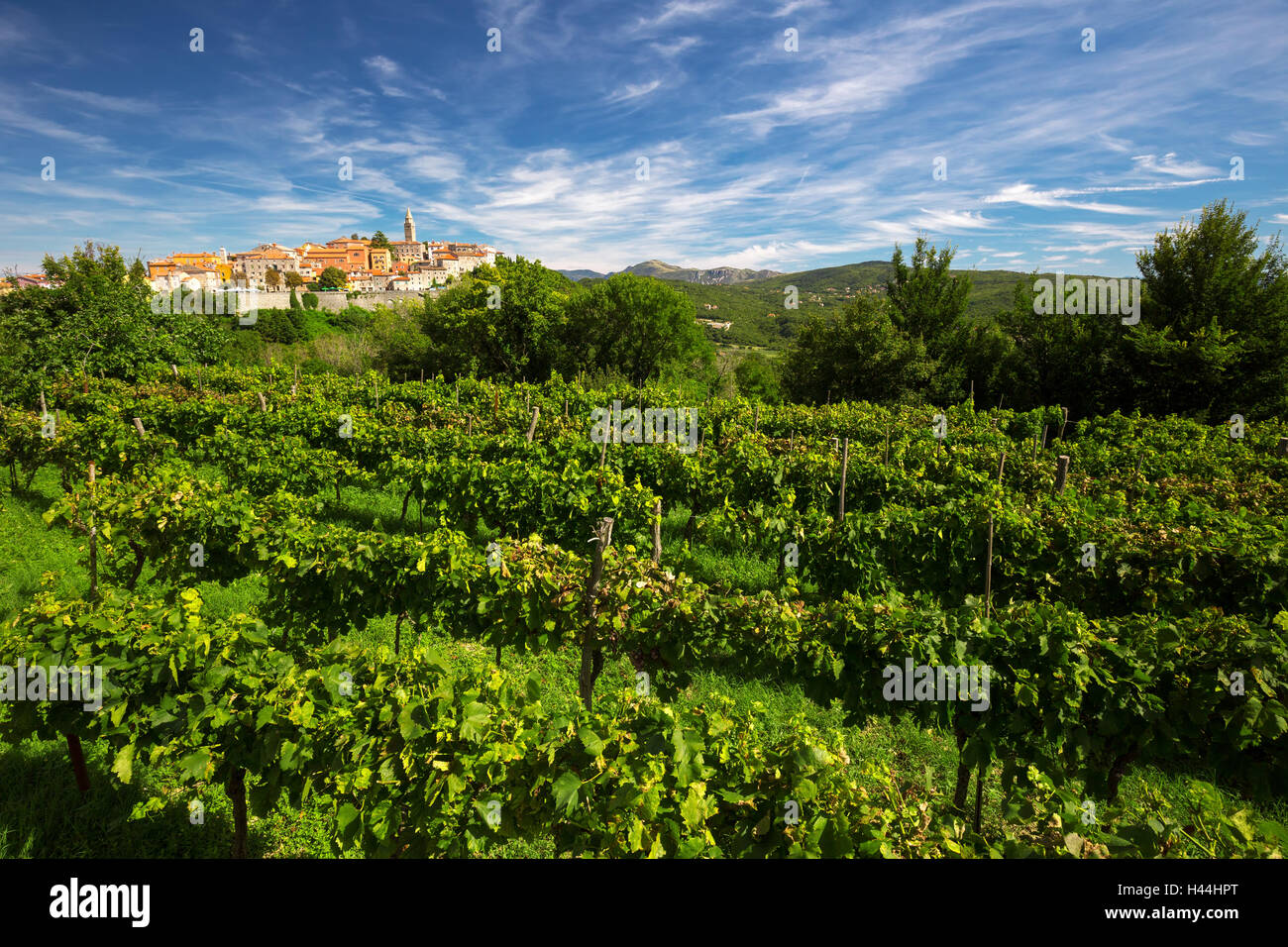 Antico borgo con vigneto, cielo blu e montagne a Labin, Istria, Croazia Foto Stock