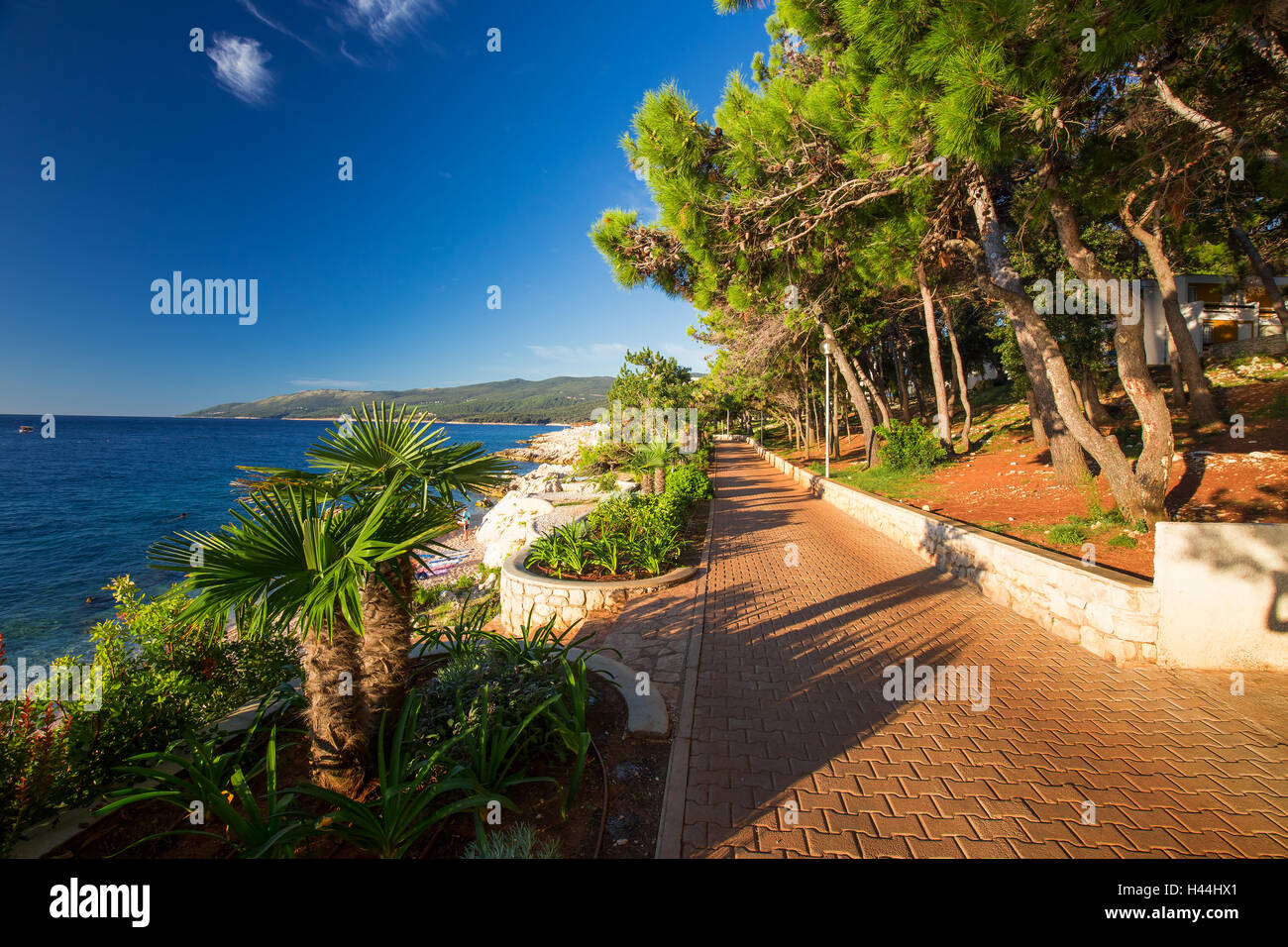 Incredibile spiaggia rocciosa con cristalic di acqua di mare pulita con alberi di pino n la costa del Mare Adriatico, Istria, Croazia Foto Stock