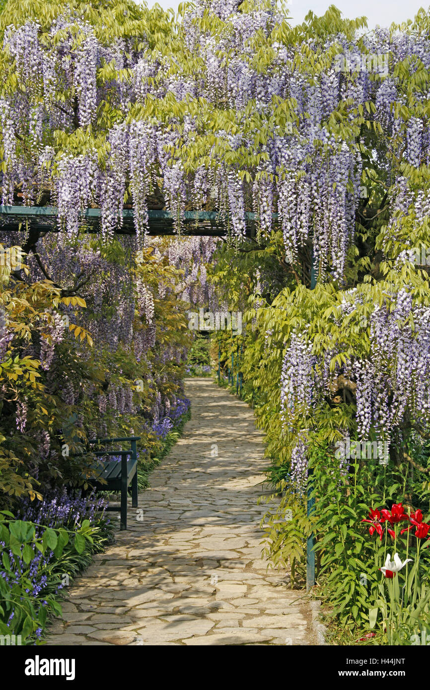 Germania, Baden-Württemberg, vino casa, modo, blu pioggia, strada di montagna, Hermann's court, mostra giardino, giardino di avvistamento, Glyzinen pergola, pergola, Glyzinien, sella, nessuno, Foto Stock