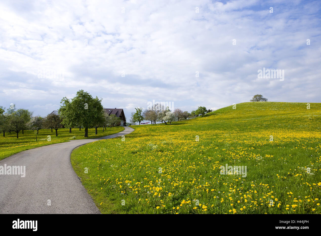 Street, agriturismo, Argenbühl, Algovia, Baden-Württemberg, Germania, Foto Stock