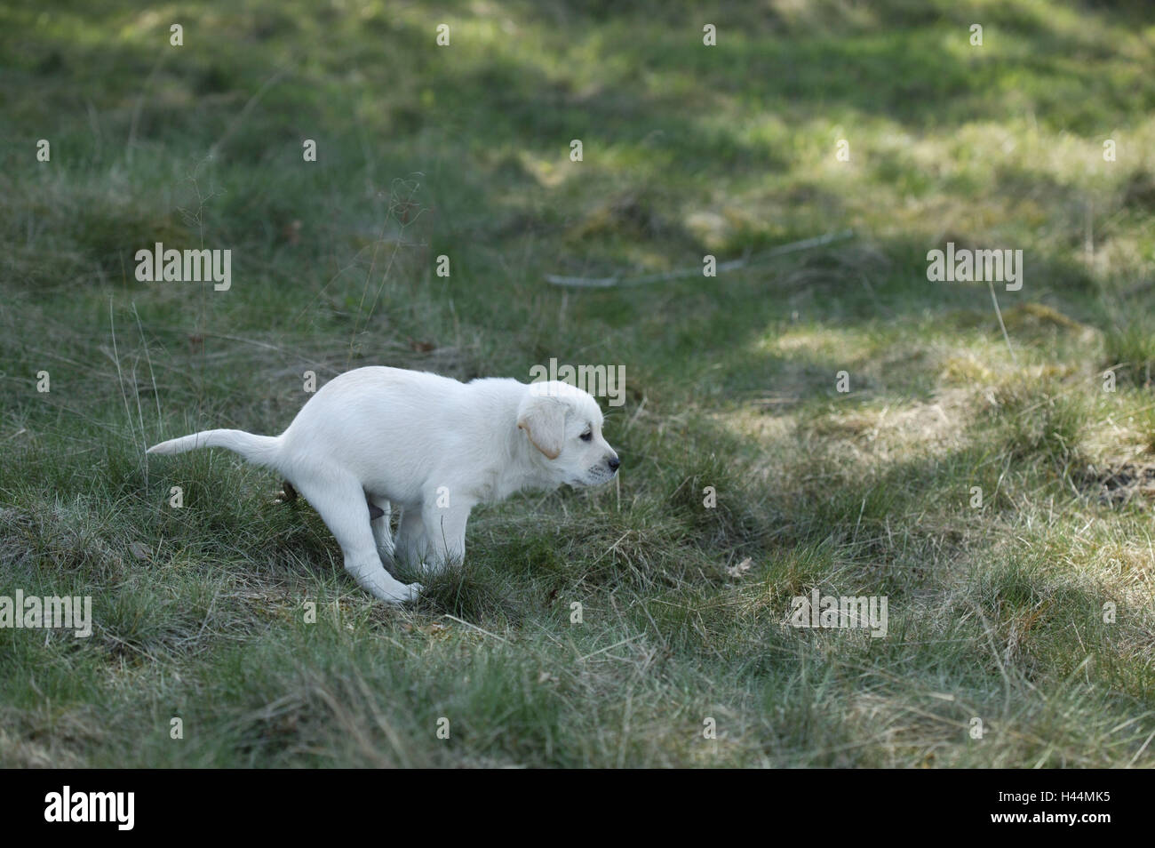 Giovane cucciolo di Labrador con la notazione di altezza, Foto Stock