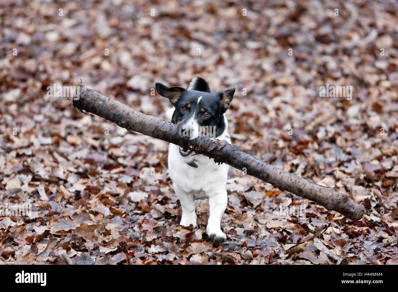 Un cane, Jack Russel Terrier, con una grande bat in bocca, ironicamente, Foto Stock
