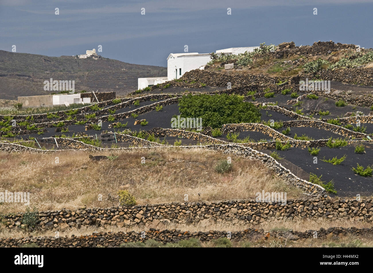 Canarie, Isole, Lanzarote, Finca, piccoli campi, landwirtschaflicher coltivazione, Foto Stock