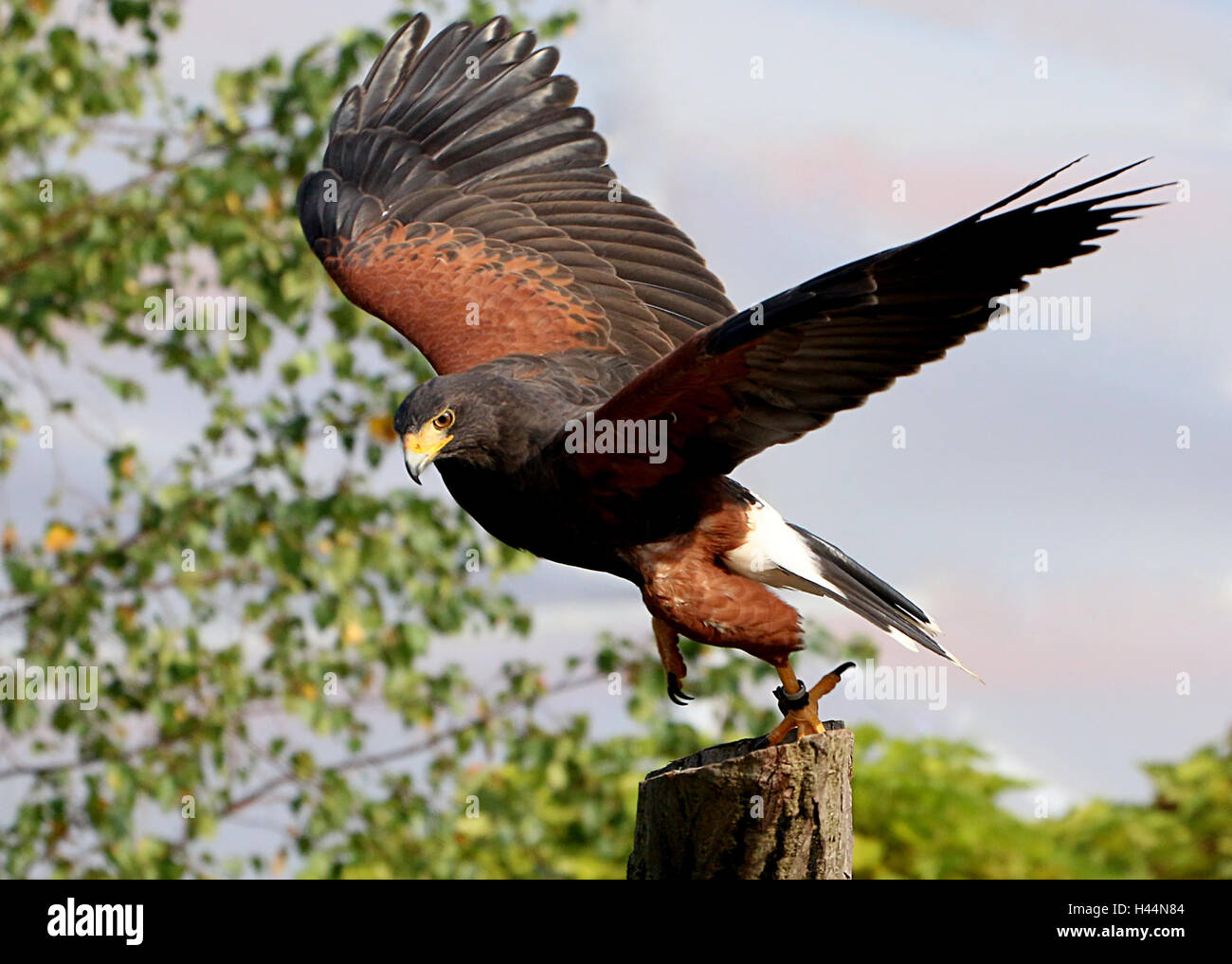 Nord America del Harris Hawk (Parabuteo unicinctus) prendendo il largo in volo. A.k.a. Bay-winged o dusky hawk Foto Stock
