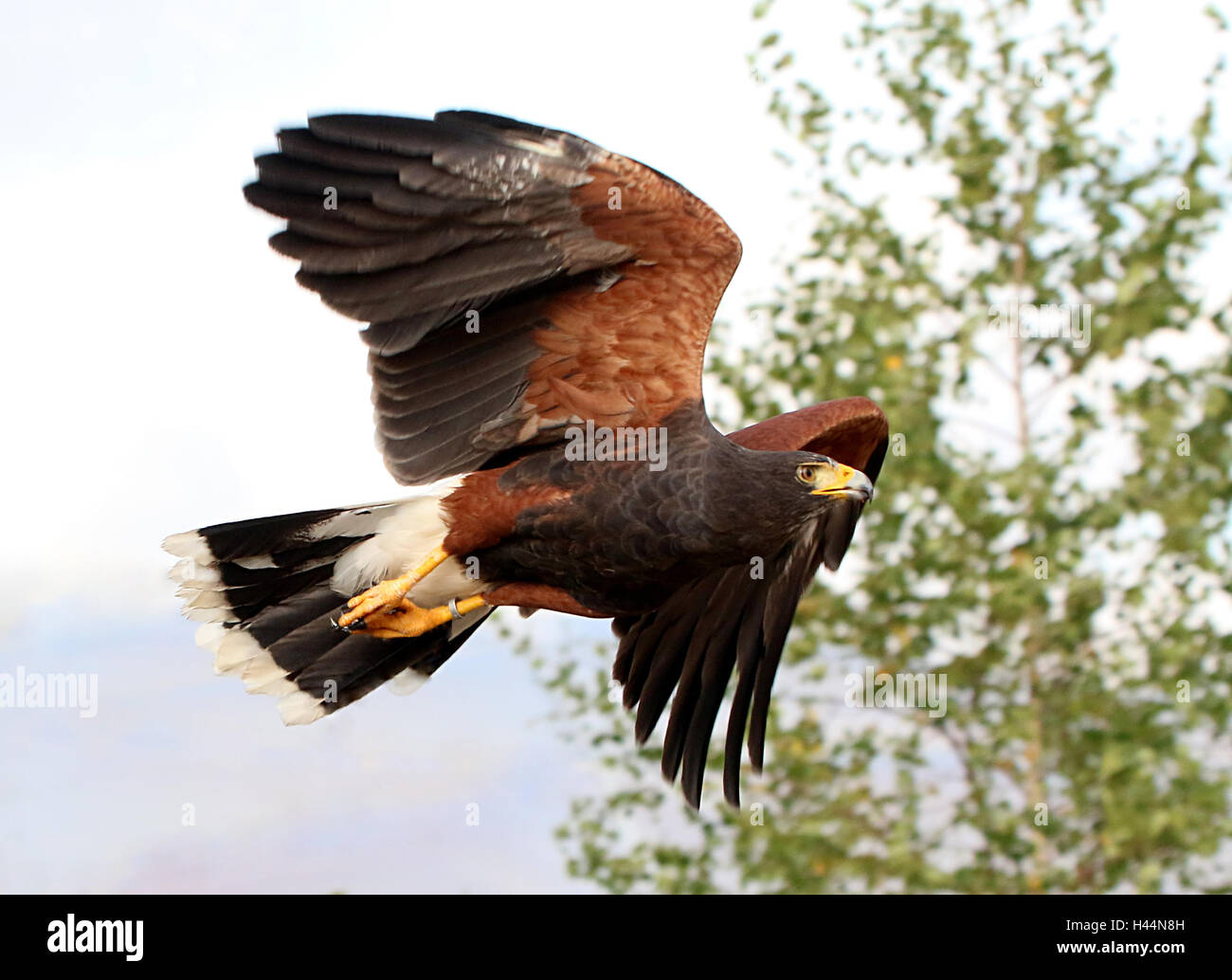 Nord America del Harris Hawk (Parabuteo unicinctus) in volo. A.k.a. Bay-winged o dusky hawk Foto Stock