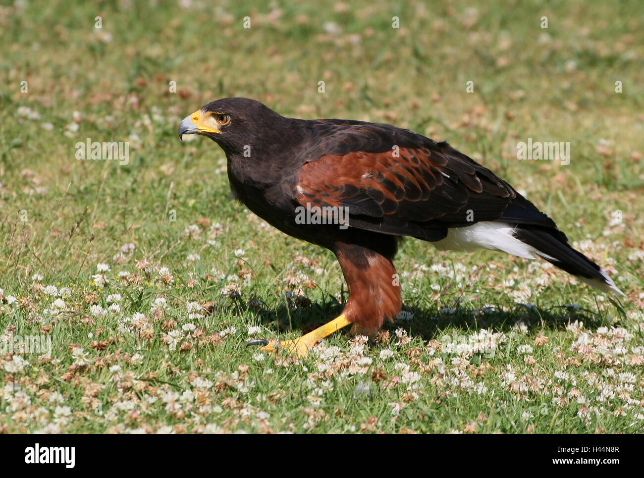 Nord America del Harris Hawk (Parabuteo unicinctus) sul terreno. A.k.a. Bay-winged o dusky hawk Foto Stock