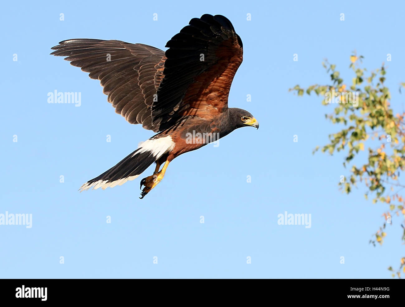 Nord America del Harris Hawk (Parabuteo unicinctus) in volo. A.k.a. Bay-winged o dusky hawk Foto Stock