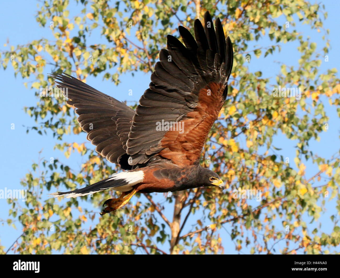 Nord America del Harris Hawk (Parabuteo unicinctus) in volo. A.k.a. Bay-winged o dusky hawk Foto Stock