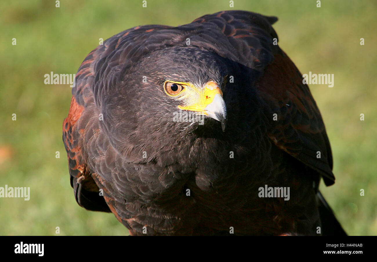 Nord America del Harris Hawk (Parabuteo unicinctus) ritratto closeup a.k.a. Bay-winged o dusky hawk Foto Stock