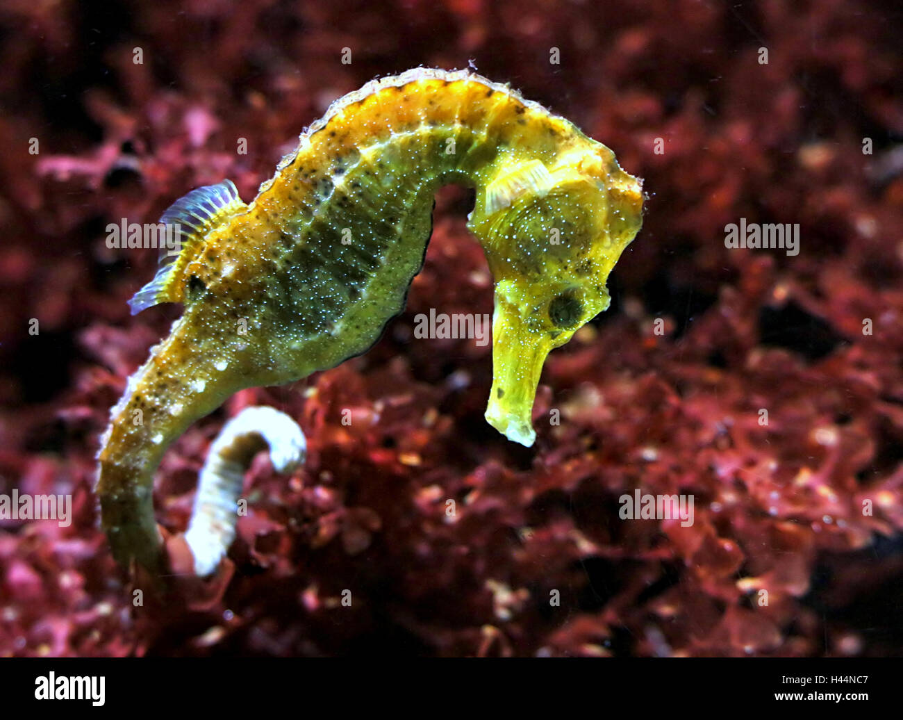 Atlantico cavalluccio marino assottigliata (Hippocampus reidi) Foto Stock