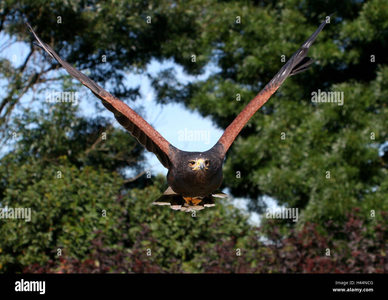 Nord America del Harris Hawk (Parabuteo unicinctus) in volo verso la telecamera. A.k.a. Bay-winged o dusky hawk Foto Stock