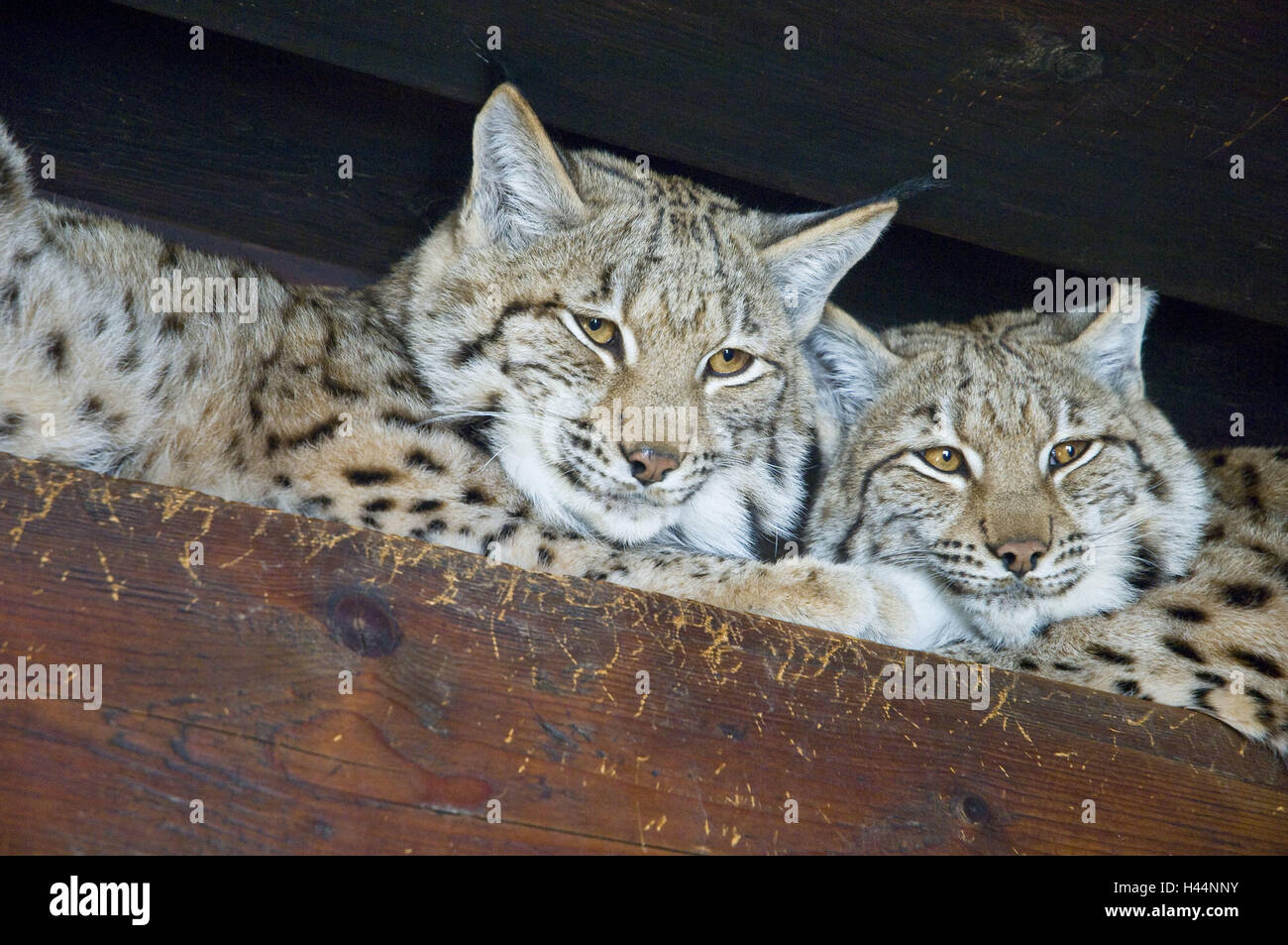 Lince, Lynx lynx, due, giacciono, riposo, fianco a fianco, ritratto, trave in legno, grandi felini, predatori, mammiferi, animali, stancamente ha, sonnolenza, allevamento, specie animale, minaccia, mette a rischio la protezione, specie in via di estinzione, Frei-vivente, piccolo uomo, parco nazionale, Slovacchia, deserto, mondo animale animali selvatici, animale ritratto, Foto Stock