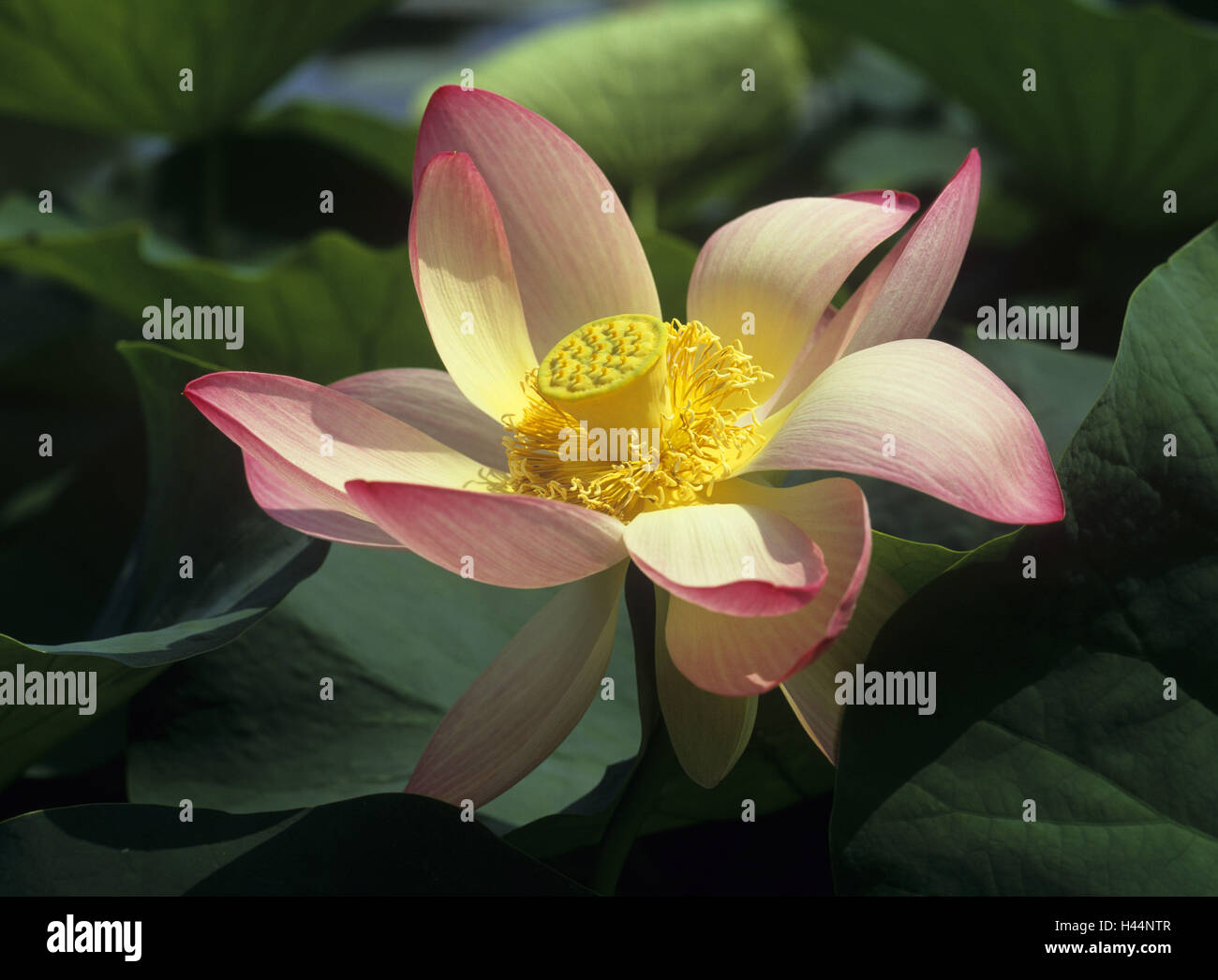 Indian fiore di loto Nelumbo nucifera, blossom, infructescence, dettaglio Foto Stock