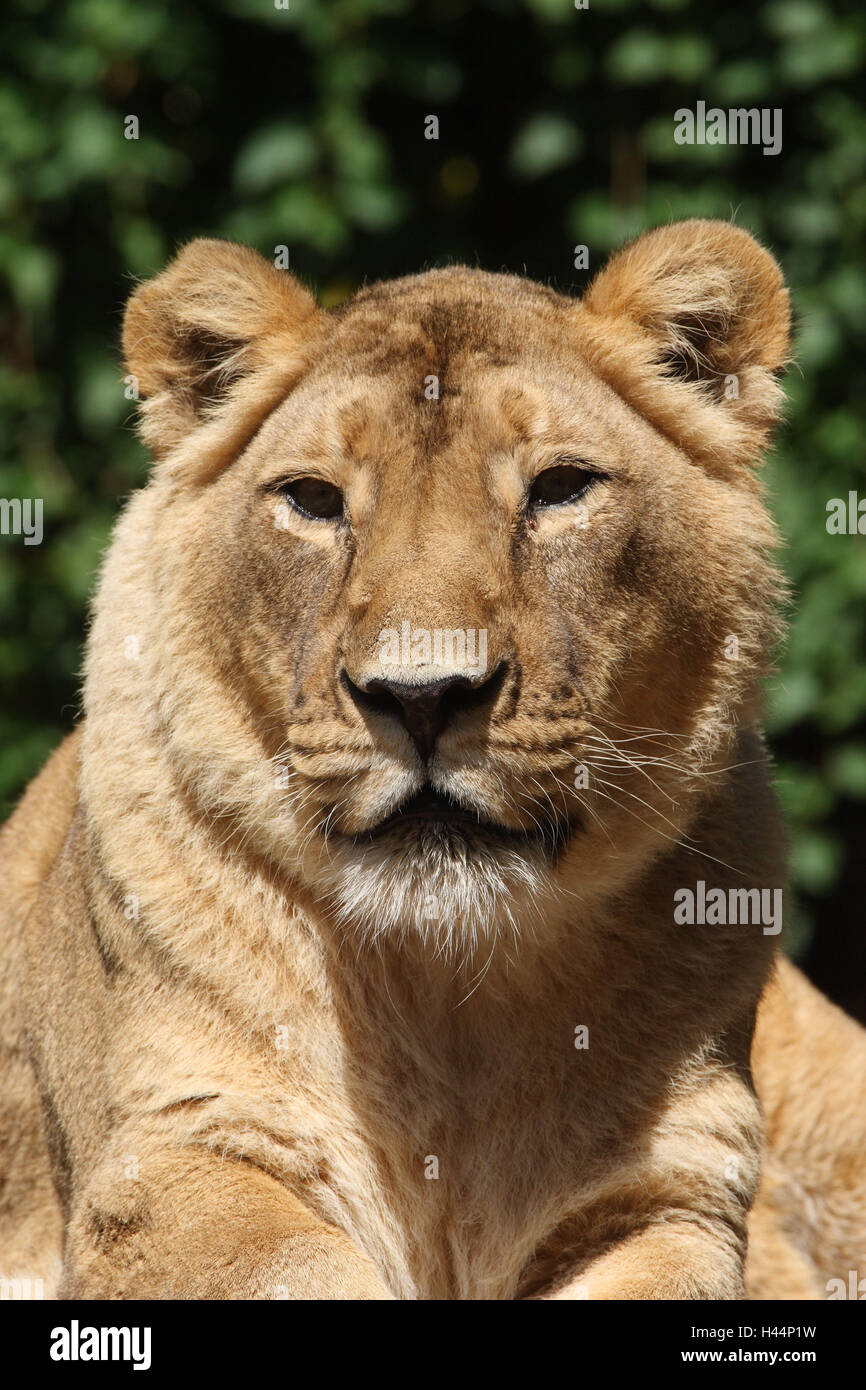 Asian lion Panthera leo persica, Foto Stock